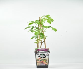 Zwarte Vlierbes (Sambucus Nigra ‘Haschberg’)