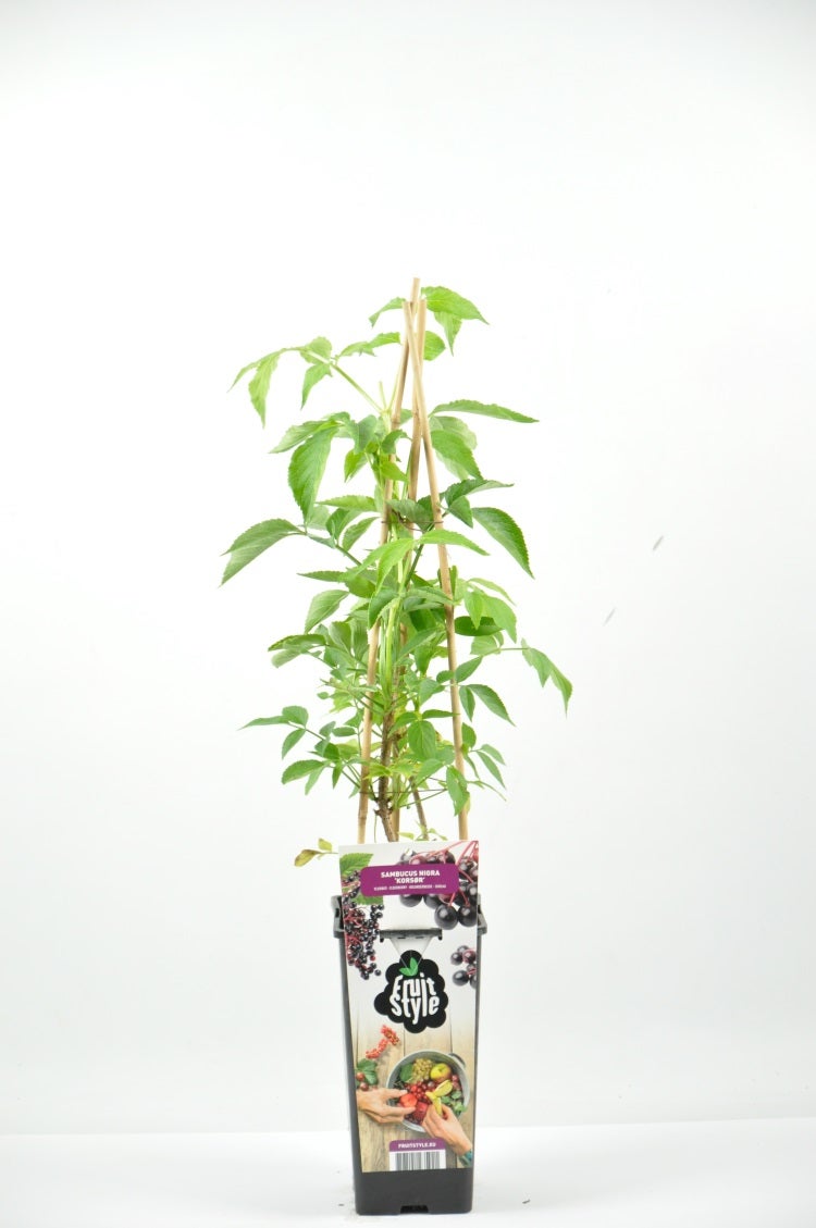 Sambucus