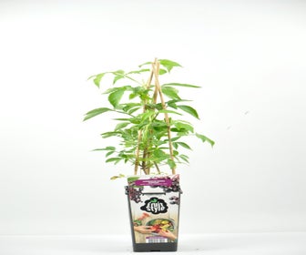 Zwarte Vlierbes (Sambucus nigra ‘Korsør’)