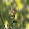 Kleine pimpernel (Sanguisorba minor)