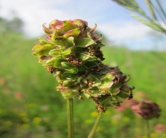 Kleine pimpernel (Sanguisorba minor) BIO