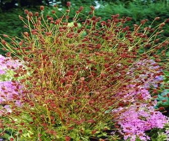 Pimpernel (Sanguisorba officinalis) BIO