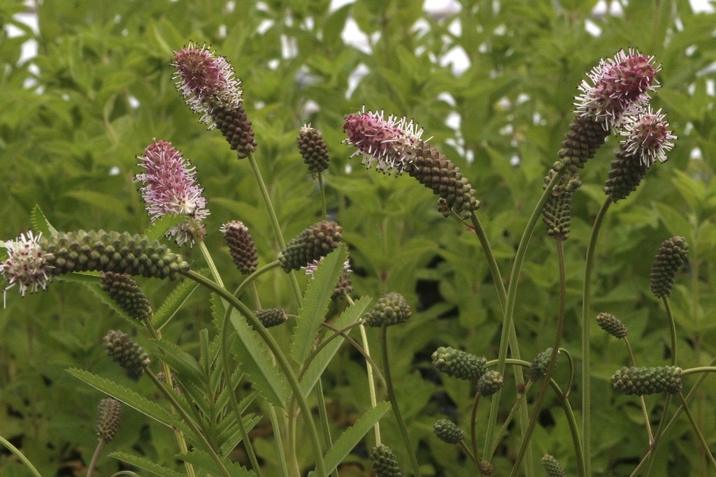 Sanguisorba officinalis 'Pink Tanna'