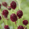 Pimpernel (Sanguisorba officinalis 'Tanna')