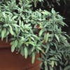 Salie (Salvia officinalis)