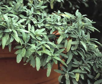 Salie (Salvia officinalis)