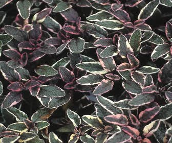 Salie (Salvia officinalis 'Tricolor')
