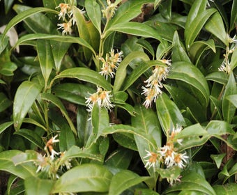Vleesbes (Sarcococca hookeriana humilis)