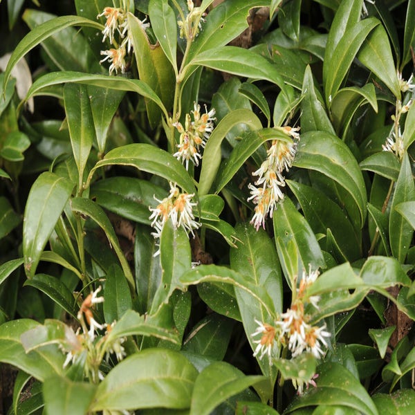 Vleesbes (Sarcococca hookeriana humilis)