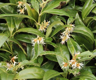 Vleesbes (Sarcococca hookeriana humilis)