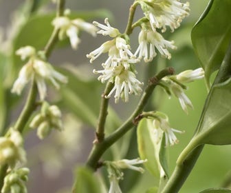 Vleesbes (Sarcococca ruscifolia)