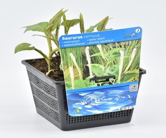 Leids plantje (Saururus cernuus)