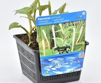 Leids plantje (Saururus cernuus)