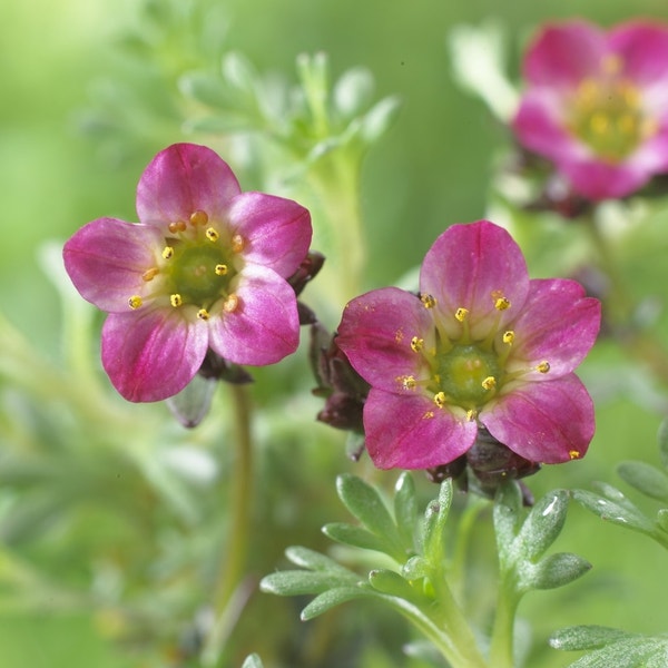 Steenbreek (Saxifraga 'Peter Pan')