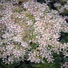 Steenbreek (Saxifraga cotyledon 'Southside Seedling')