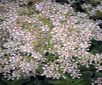 Steenbreek (Saxifraga cotyledon 'Southside Seedling')