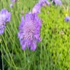 Duifkruid/schurftkruid (Scabiosa columbaria 'Butterfly Blue')