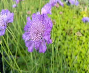 Duifkruid/schurftkruid (Scabiosa columbaria 'Butterfly Blue')