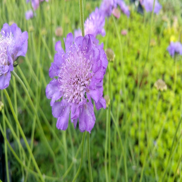 Duifkruid/schurftkruid (Scabiosa columbaria 'Butterfly Blue')