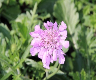 Duifkruid/schurftkruid (Scabiosa columbaria 'Pink Mist') BIO