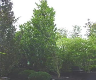 Zuilbeuk als boom (Fagus sylvatica 'Dawyck')