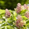 Rode kastanje op stam (Aesculus pavia 'Discolor')