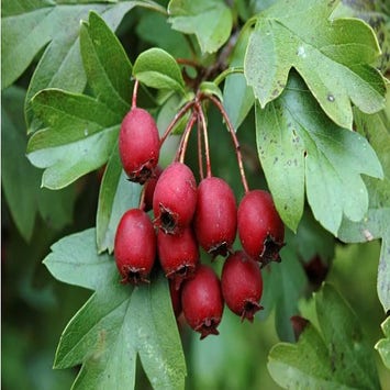 Vogelvriendelijke haag, in pot