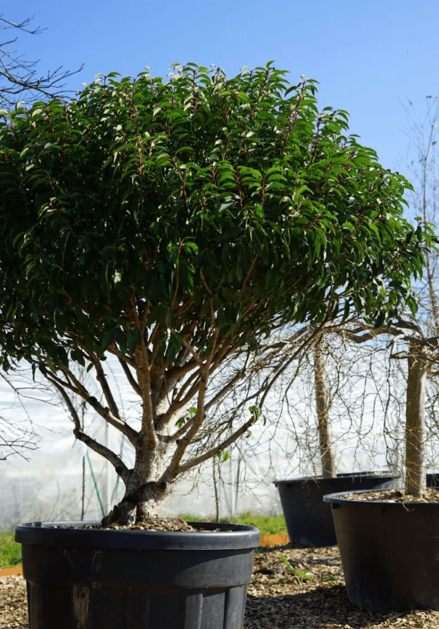 Portugese laurier (Prunus lusitanica 'Angustifolia') - Droomplanten - Solitair 175/200 cm