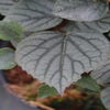 Valse Klimhortensia (Schizophragma hydrageoides 'Moonlight')
