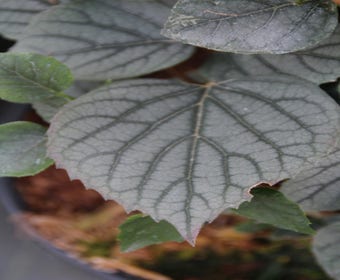 Valse Klimhortensia (Schizophragma hydrageoides 'Moonlight')