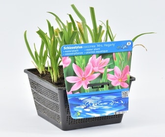 Roze kafferlelie Moerasgladiool (Schizostylis coccinea 'Mrs Hegarty')