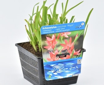 Kafferlelie (Schizostylis coccinea 'Major')
