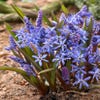 Vroege sterhyacint (Scilla bifolia)