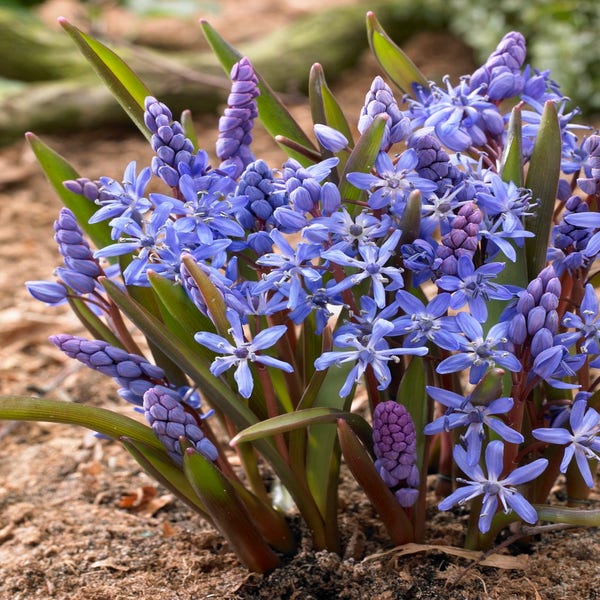 Scilla bifolia (Vroege sterhyacint)
