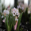 Vroege sterhyacint (Scilla bifolia 'Rosea')