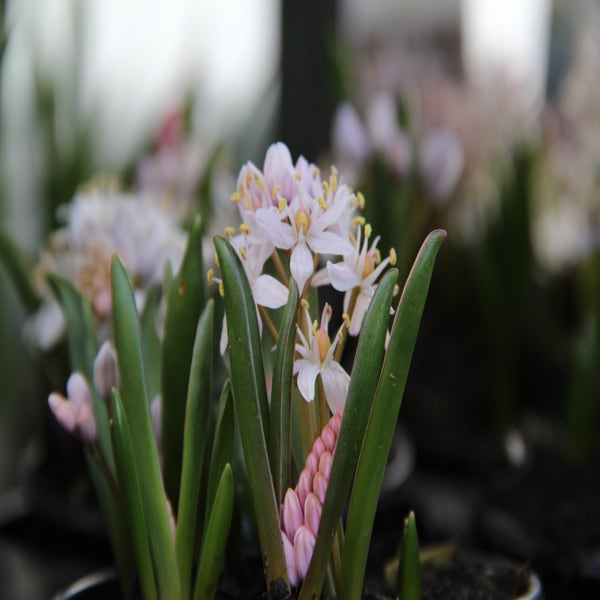 Vroege sterhyacint (Scilla bifolia 'Rosea')