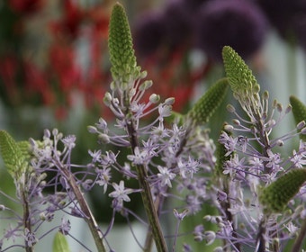 Sterhyacint (Scilla hyacinthoides 'Blue Arrow')