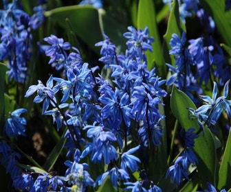 Sterhyacint (Scilla siberica)