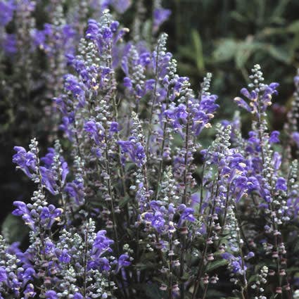 Scutellaria incana