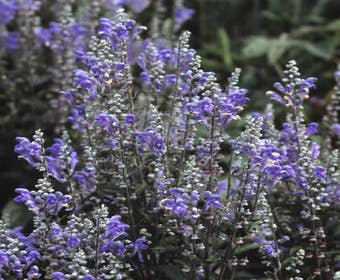 Glidkruid/helmkruid (Scutellaria incana)