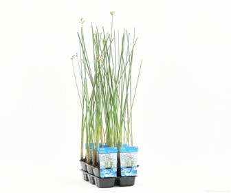 Mattenbies (Scirpus lacustris)