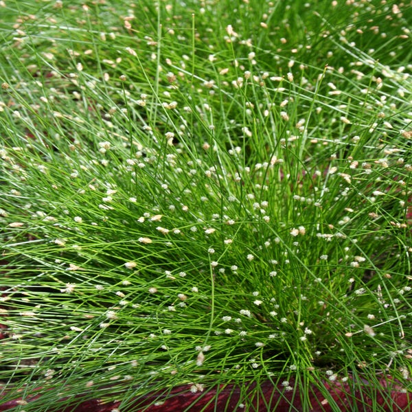 Scirpus cernuus (naaldgras)