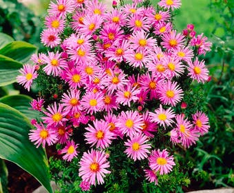 Aster (Aster novi-belgii 'Peter Harrison')