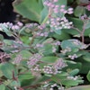 Vetkruid (Sedum 'Abbeydore')