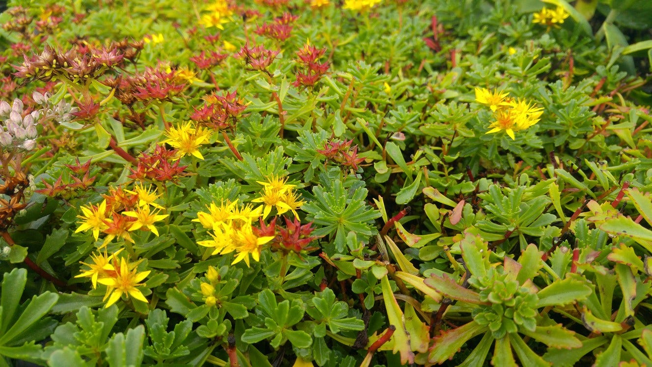 Sedum floriferum 'Weihenstephaner Gold'