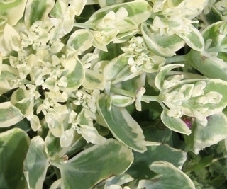 Hemelsleutel (Sedum 'Frosty Morn')