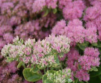 Hemelsleutel (Sedum 'Herbstfreude')