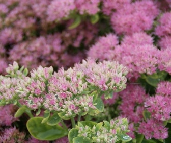 Hemelsleutel (Sedum 'Herbstfreude')