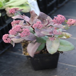 Sedum ‘Karfunkelstein’ p9