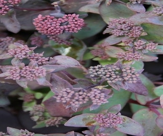 Vetkruid (Sedum 'Karfunkelstein')